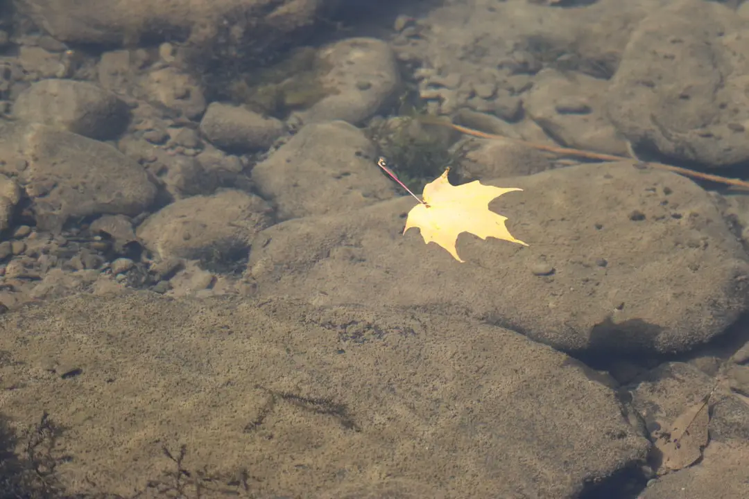 brown maple leaf floating above calm body of water