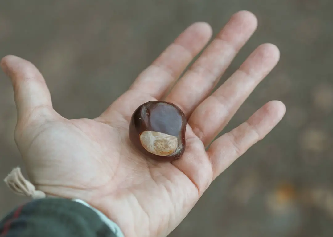 a hand holding a piece of chocolate in it's palm
