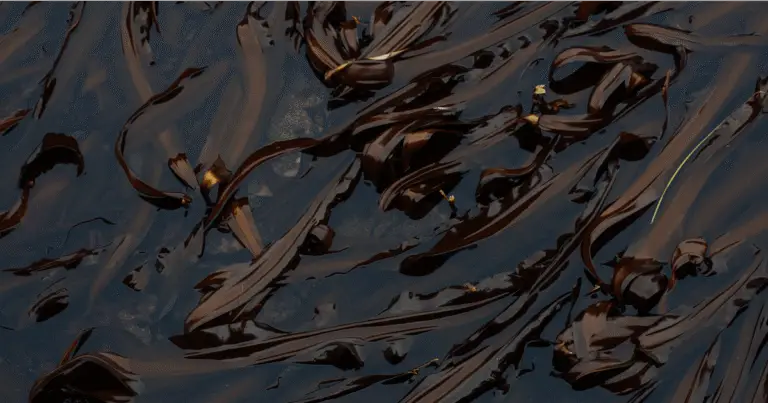 Featured image for 8 Surprising Ways Chocolate Fights Cellular Aging 2025